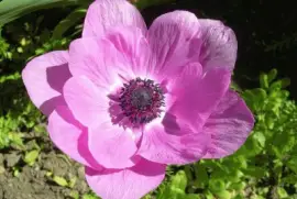 anemone