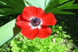 anemone