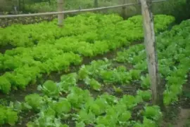 PlantaÃ§Ã£o de Alface