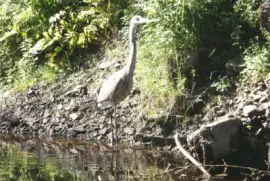 Heron in the river - don 't take my fish!