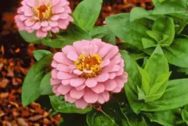 zinnia