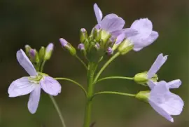 cardamine
