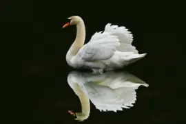 cisne