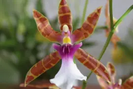 orquÃ­dea