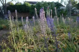 ×¤×¨×—×™×