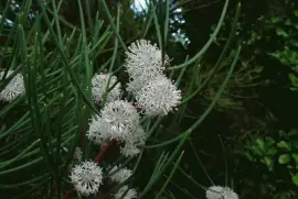 hakea drupacea