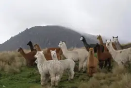 alpaca