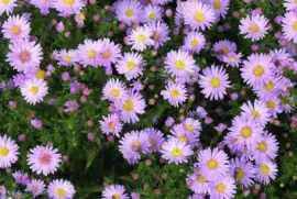 aster
