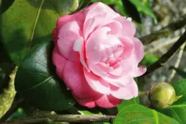 camelia