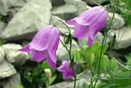 campanula