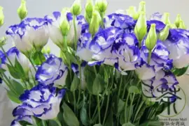 eustoma