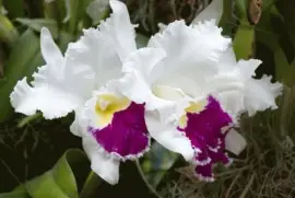 orchidea