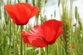 פאזל של papavero