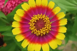 פאזל של zinnia