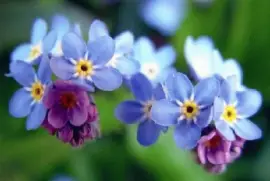 פאזל של non ti scordar di me