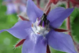 פאזל של borragine