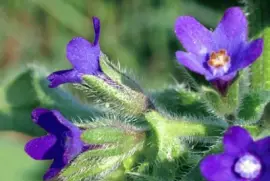 פאזל של buglossa