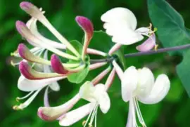 פאזל של caprifoglio