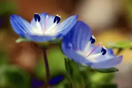 פאזל של occhi della madonna