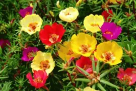 פאזל של portulaca