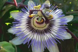 פאזל של passiflora