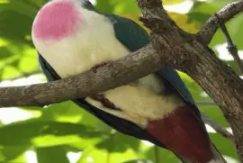 Bleeding heart dove36