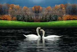 פאזל של Swans