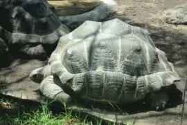 tortugas