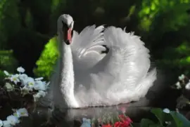 cisne