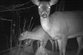 Yeah yeah...midnight snack!