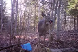 These apples sure are good!  Thanks! Keep em comin