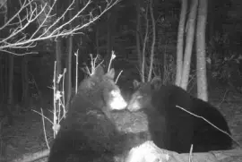 Hey Buster! Wanna play paddy-cake?