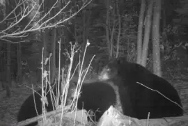 The whole family decided to go out for supper