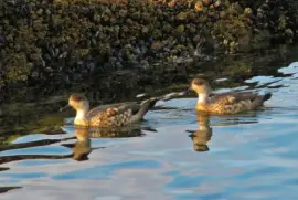 En Tierra del Fuego. Argentina