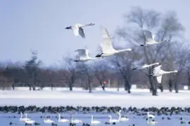 as  belesas  do  japÃ£o