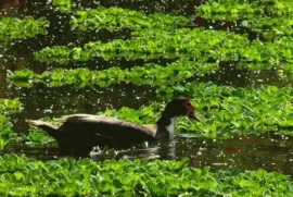 Reserva EcolÃ³gica Vicente LÃ³pez. Bs. As.- Argentina