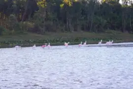EspÃ¡tulas rosadas en Goya. Corrientes. Argentina
