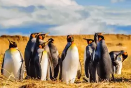 as  maravilias  do  chile