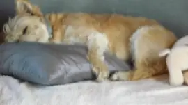 פאזל של Dora fait la sieste