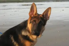 France: dog in the ocean