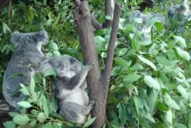 SantuÃ¡rio dos Koalas - AustrÃ¡lia