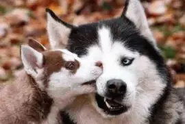 mom#193 jigsaw puzzle