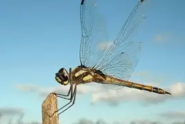 libÃ©lula jigsaw puzzle