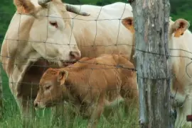 Escondida jigsaw puzzle