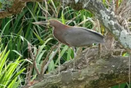 hocÃ³ jigsaw puzzle