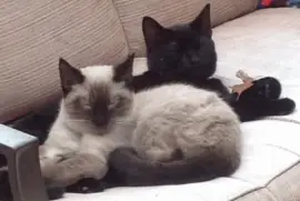 Smokey and the Bandit