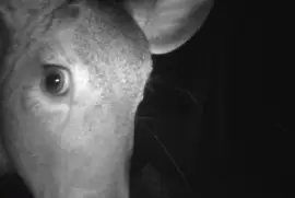 Peek-a-boo! Anybody home?