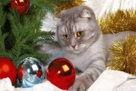 Katze mit Weihnachtskugeln