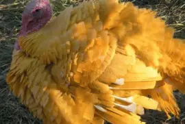 pavo amarillo