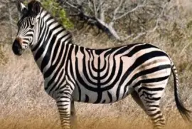 ×—× ×•×›×™×”